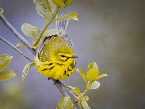 Troy Marcy Photography Prairie Warbler Series