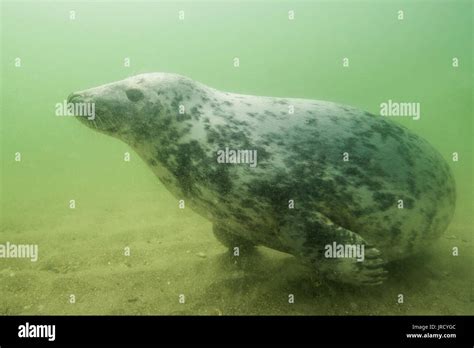 Grey Seal Halichoerus Grypus Underwater Female North Sea Düne
