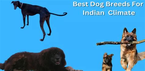 21 Best Dog Breeds For The Indian Climate Top Pet Products