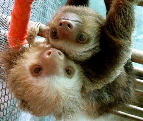 Cuddle Cute Animals Sloth Baby Sloth