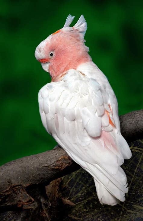 Pink Parrot By Dave Mills Pet Birds Parrot Beautiful Birds