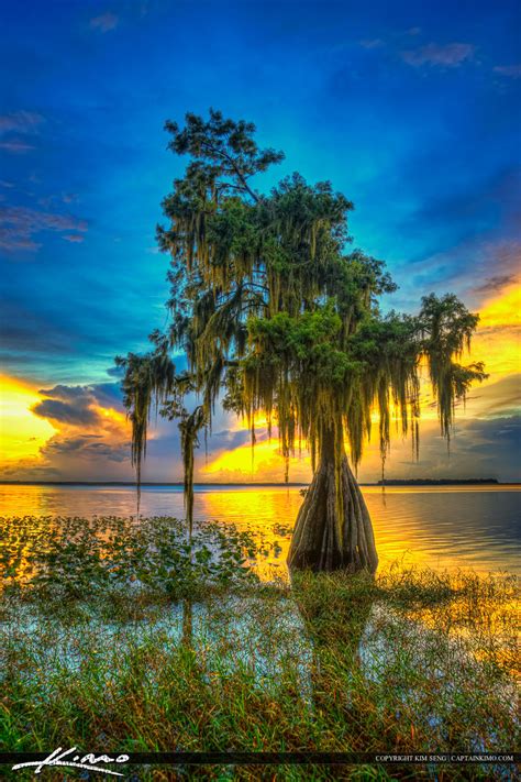 The Cypress Tree At Lake Istokpoga In Lake Placid Florida At Hi Hdr