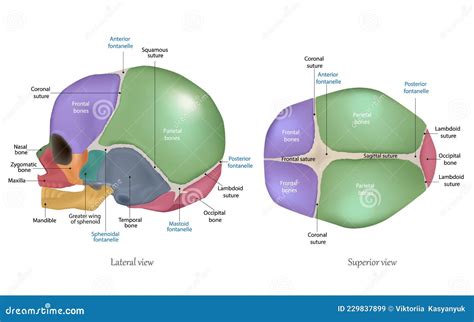 Anatomy Of The Newborn Skull Cranial Sutures And Fontanelle Lateral