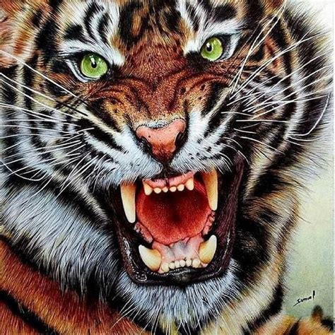 Tigre Rugiendo Roar