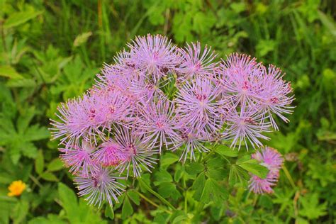Pink Flowers In Mountain Stock Image Image Of Plant 73217691