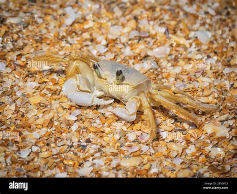Little Ghost Crab With Sand Stock Photo Alamy