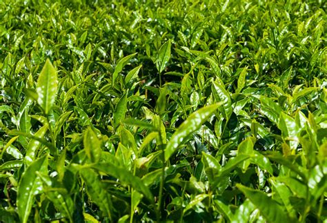 Organic Green Tea Dried Green Tea Leaves Tinderbox