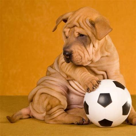 12 Adorable Puppies Playing With Soccer Balls Because World Cup And