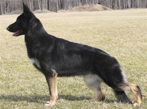 What Will The Puppies Look Like If A Sable And Black And Tan Gsd Mates
