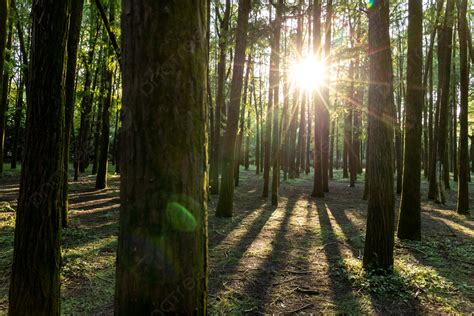 Gambar Forest Sunlight Penetrates The Forest Background Cahaya Matahari Hutan Lanskap Hutan