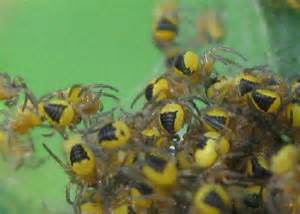 Baby Yellow And Black Spiders Araneus Bugguidenet