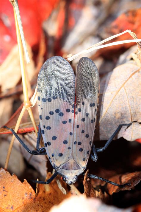 Crow's Nest: Enter the Spotted Lanternfly - Natural Lands