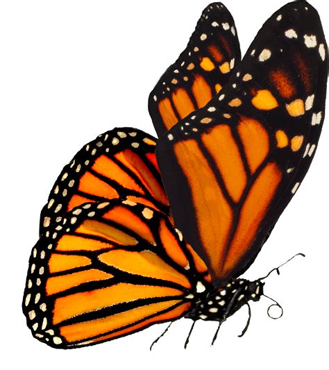 Monarch Butterfly Png Transparent Background Free Download 6714