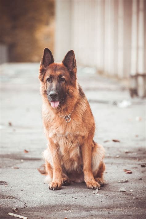 There are several reasons for this dynamic: German shepherd | Shepherd dog, German, Dogs
