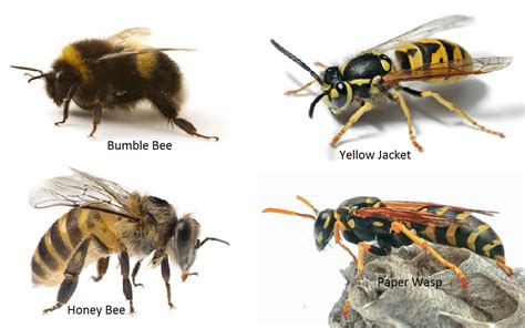 August 2016 Nature Net News Bees And Wasps Nature Net