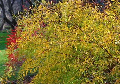 Some vegetables can be planted as soon as the soil can be worked in the spring, but others need to be one might find tips on how to create a vegetable garden by reading the directions on the seed packages. spiraea 'ogon,' extra-early and late-fall star - A Way To ...