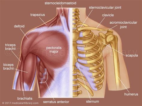 Striated muscle tissue is a muscle tissue that features repeating functional units called sarcomeres.the presence of sarcomeres manifests as a series of bands visible along the muscle fibers, which is responsible for the. Anatomy Of Shoulder Bones Ideas Shoulder Anatomy Medical ...