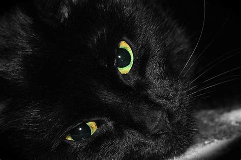 Fluffy Black Cats With Green Eyes