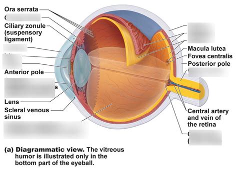 Eye Anatomy Diagram Quizlet