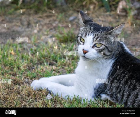 Domestic Cat Felis Silvestris Catus Or Felis Catus Stock Photo Alamy