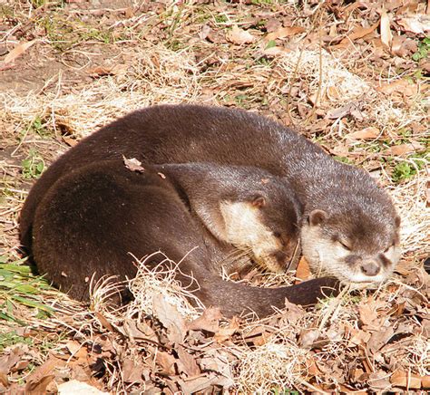 The young are independent after 80 days of age. Facts about the Asian Small-Clawed Otter