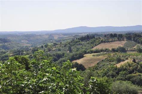 Skyline Landscape With Vineyard An Olive Orchards Of The Medieval San