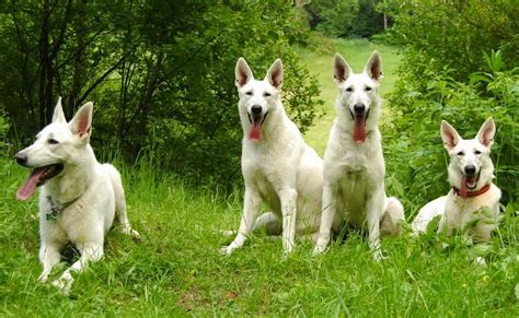 White King Shepherd Puppies