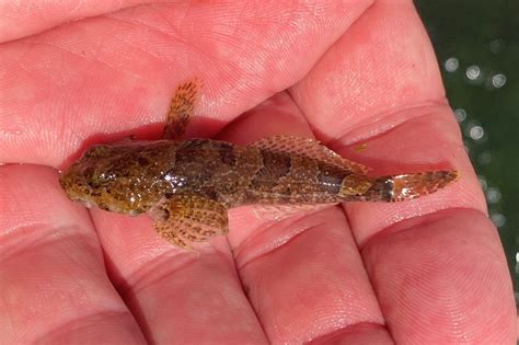 Banded Sculpin From Terrapin Creek Along Co Rd 175 Cherokee County