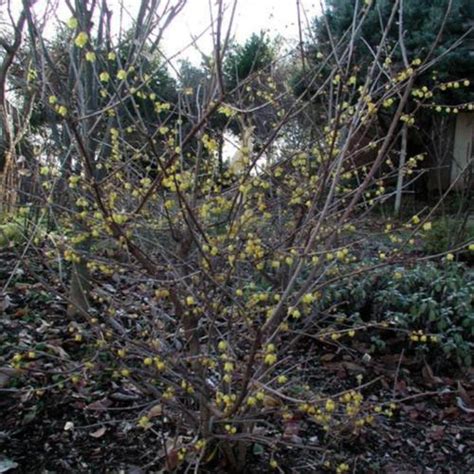 Fragrant Wintersweet Tree Chimonanthus Praecox Luteus