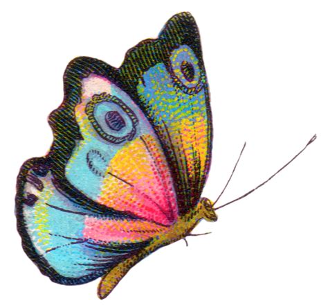 We carefully researched and edited the content to make it useable for you in private or commercial projects. Royalty Free Image: Colorful Butterfly