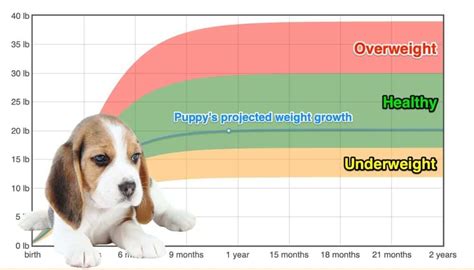 Beagle Weightgrowth Chart 2023 How Heavy Will My Beagle Weigh The