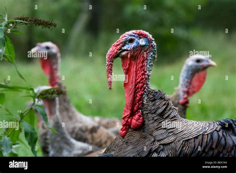 Male Domestic Turkey Meleagris Gallopavo With Hens At Poultry Farm