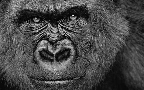 Silverback Gorilla Gorillas Animals Monochrome Face Hd Wallpaper