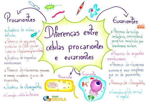 Diferenças Entre Células Procariontes E Eucariontes Brasil Escola