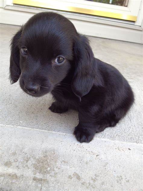 By contrast, golden labs are, well, gold. My parents dog when he was a puppy. He is a long haired ...
