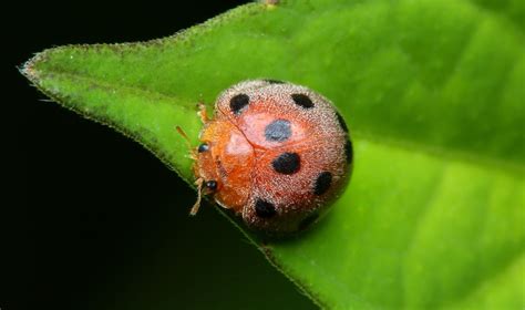 a list of different types of ladybugs with pin worthy pictures