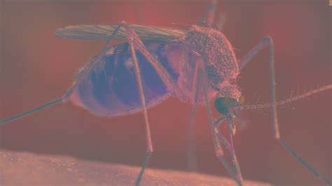 Zika Virus Found In Common Mosquitos Cnn
