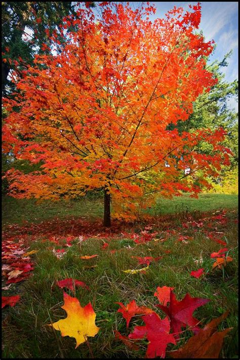 By Real Kuhl Sugar Maple Tree Uploaded By Kiamana Autumn Trees