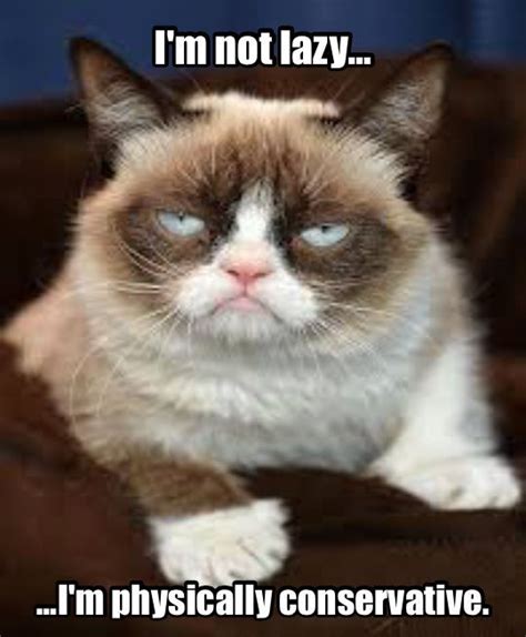 114 Of The Most Famous Cats On The Internet Funny Grumpy Cat Memes
