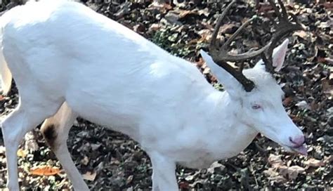 Albino Deer Sightings On The Rise In Middle Tennessee Area