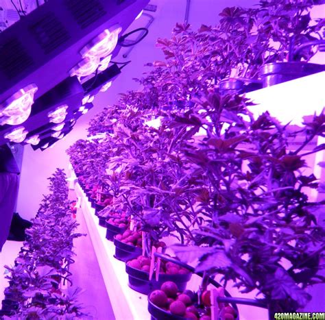 Plants can be damaged by high fluoride or boron levels. spider cob led grow lights | 420 Magazine