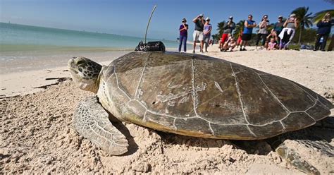 Tour De Turtles Marathon Tracks Sea Turtle Migration Across Continents