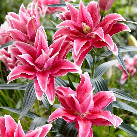 Buy Lily Bulb Lilium Roselily Thalita Dl04992 Pbr £499 Delivery