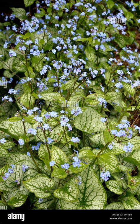 Brunnera Macrophylla Jack Frost Agm Stock Photo Alamy