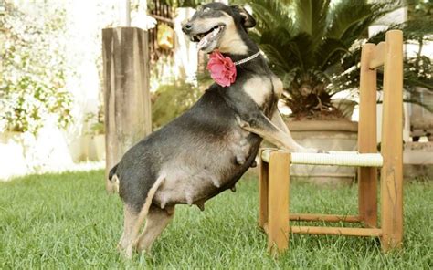 Pregnant Dog Does Photoshoot One Day Before Giving Birth