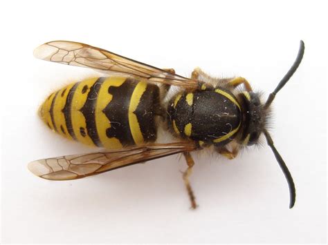 How To Kill Get Rid Yellow Jacket Nest Yellow Jacket Control