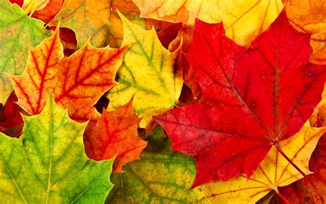 44 Free Desktop Wallpaper Autumn Leaves