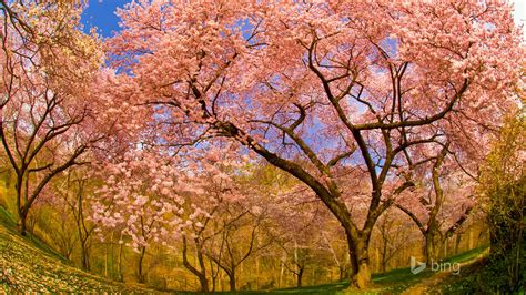 Spring Blooming Cherry Trees 2015 Bing Theme Wallpaper