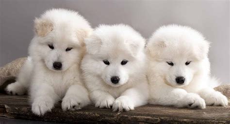 Samoyed The White Wolf Of The Pet Dog World Cute Puppies Dogs And