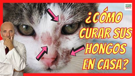 🚨 ¿cÓmo Curar Los Hongos En La Piel De Los Gatos 🚨 Con TiÑa Youtube